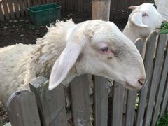 -上海多利农业发展有限公司