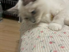 -联合动物医院(光谷诊疗中心)