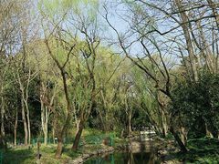 -上海滨江森林公园