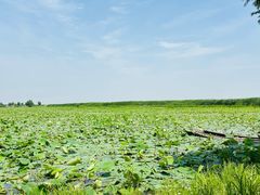 -洪湖生态旅游区