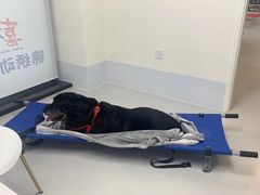 -喜多萌中农锦绣动物医院24H·猫科·牙科MRI·CT
