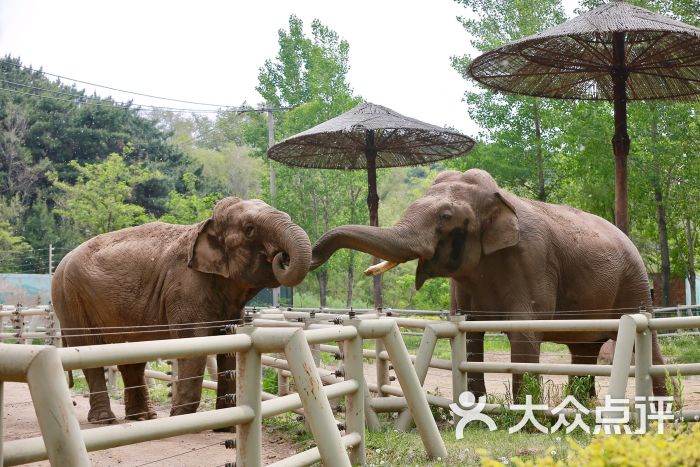 瀋陽森林動物園圖片 - 第10張