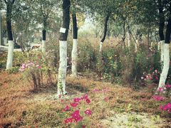 -武清南湖绿博园