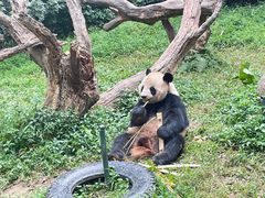 -广州长隆野生动物世界