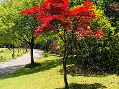 -上海吴淞炮台湾国家湿地公园