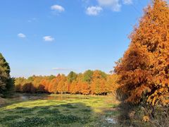 -上海海湾国家森林公园