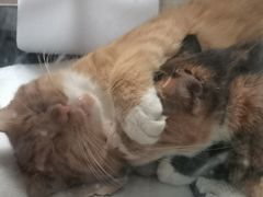 -萌兽医馆·犬猫专科·眼科中心·宠物医院(朝阳门分院)