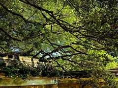 -普陀山慧济禅寺