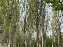 -东郊湿地公园