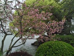 -西湖外事游船(花港观鱼码头)