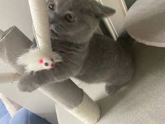 -派多格宠物·购宠(靛厂路店)