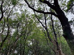 -梧桐山风景名胜区