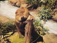 -陕西自然博物馆