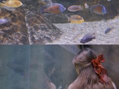-江和美海洋公园