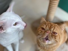 -飞行喵MR PILOT|猫舍·猫咖(静安大融城店)
