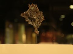 -上海自然博物馆
