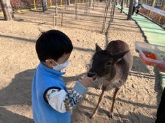 -合肥滨湖国家森林公园