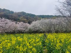 -苏州上方山国家森林公园