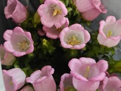-花鸟鱼虫鲜花绿植市场(玉泉路店)