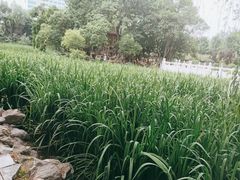 -莲湖公园