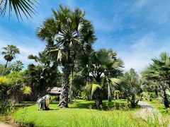 -中国科学院西双版纳热带植物园