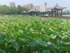 -莲花池公园