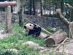 -都江堰中华大熊猫苑
