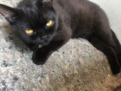 -喵屿·大理花园猫咖