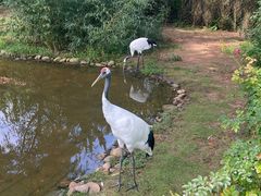 -西霞口神雕山野生动物世界