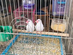 -金科花卉市场