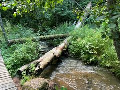 -五营红松林海景区