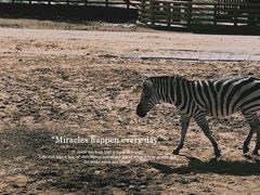 -鄂尔多斯野生动物园