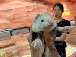 -Zoolung Zoolung动物主题公园(海信广场店)