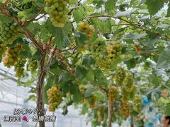 -马陆小张葡萄园农家乐