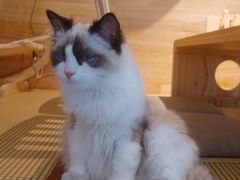 -喵屿·大理花园猫咖