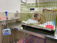 -喜多萌中农锦绣动物医院24H·猫科·牙科MRI·CT