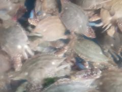 -海帮主·蒸汽海鲜青岛菜(栈桥火车站店)