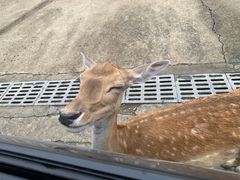 -常州淹城野生动物世界