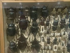 -墨尔本博物馆(Melbourne Museum)