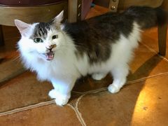-李小姐の猫咖啡馆(五角场店)