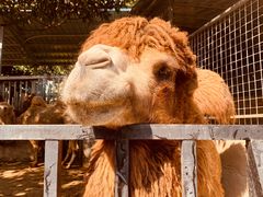 -泉州海丝野生动物世界