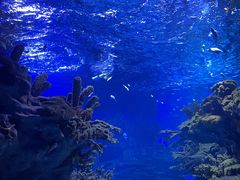 -海合安武汉极地海洋公园