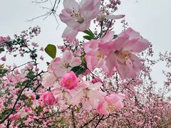 -上海共青森林公园