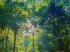 -西双版纳原始森林公园