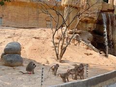 -泉州海丝野生动物世界