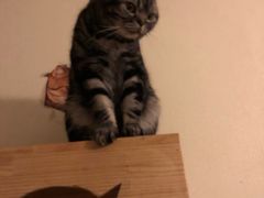 -Meowの猫咖(万家丽店)