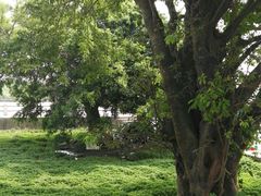 -大湾区中央湿地公园