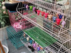 -猫咪派对(江南西店)