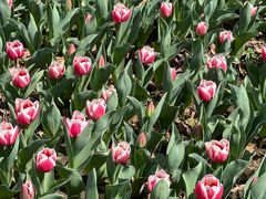 -玄武湖景区-情侣园游乐场