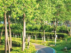 -合肥滨湖国家森林公园